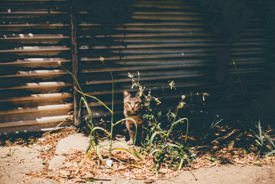 lifestylephotographer,portugal,travelphotographer,weddingphotographer,bröllopsfotograf,malmö,lisbon,lisboa