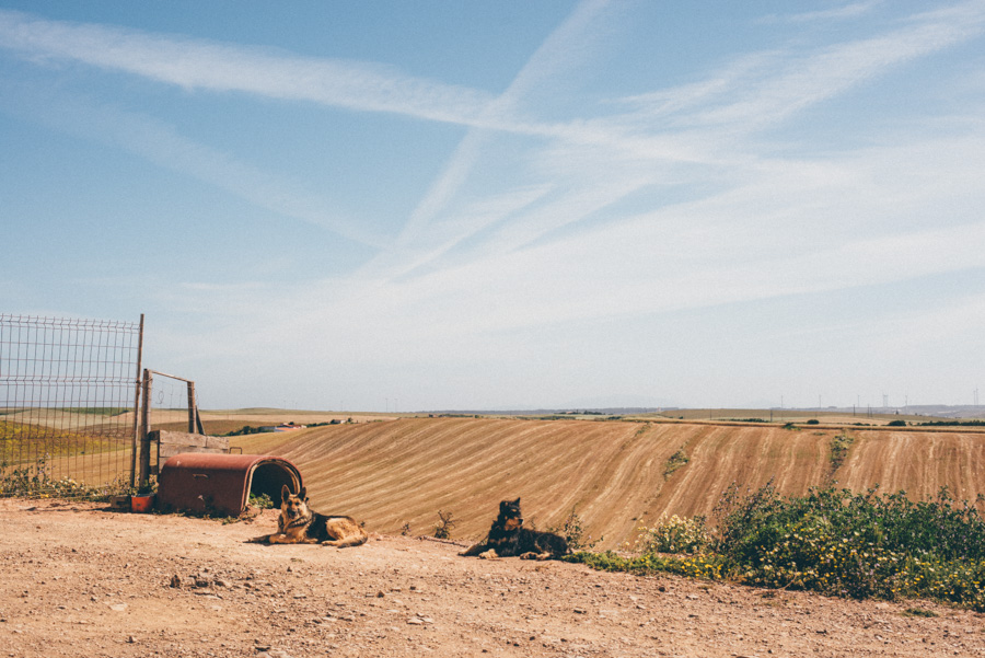 lifestylephotographer,portugal,travelphotographer,weddingphotographer,bröllopsfotograf,malmö,lisbon,lisboa